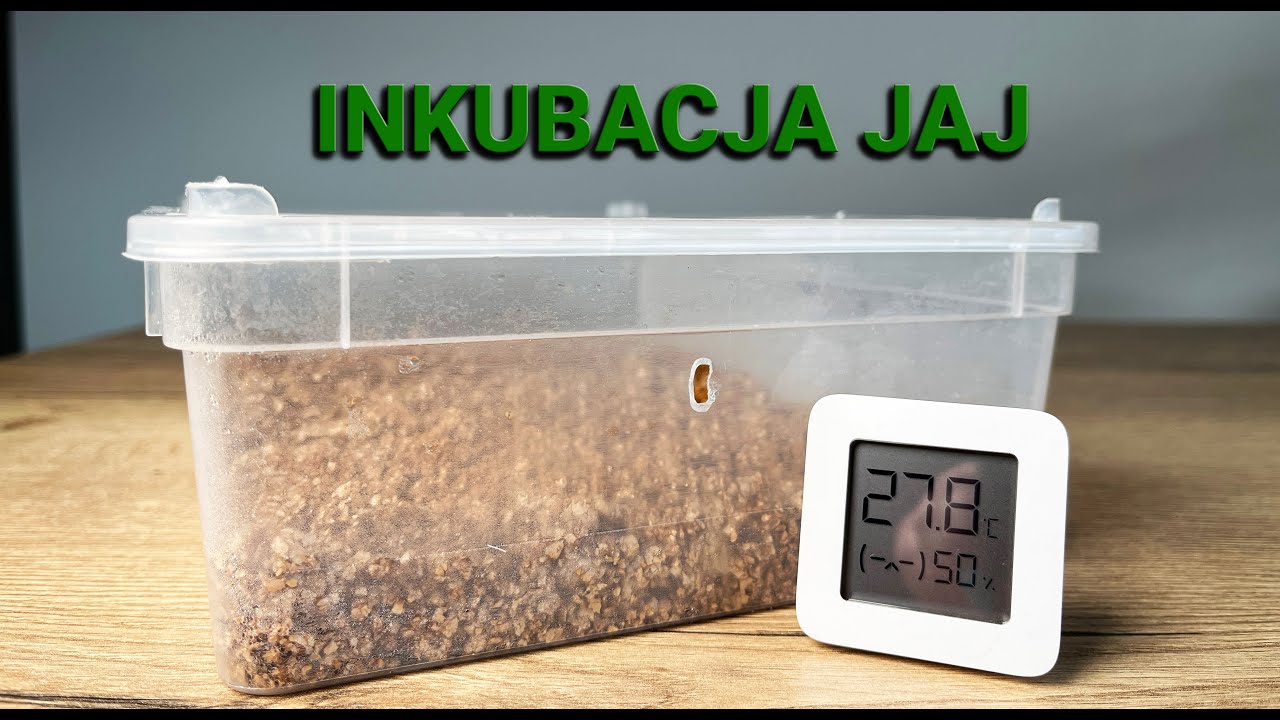 Jak i w czym inkubować jaja węża zbożowego? Pojemnik do inkubacji!