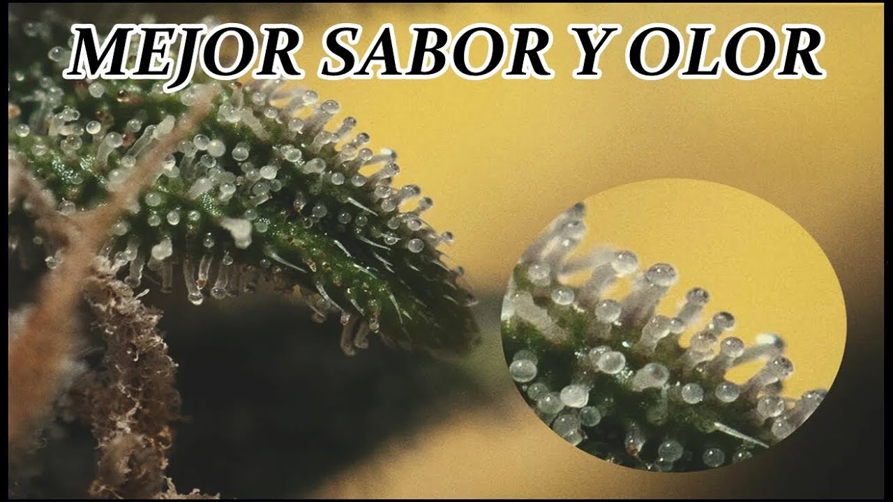 COMO DAR Y MEJORAR SABOR Y OLOR A TUS COGOLLOS