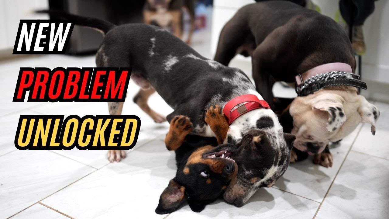 We Have a PROBLEM!?!?! Boogeyman Meets the Pack!!!