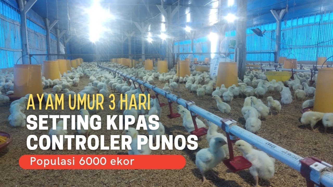 Setting controller punos ayam umur 3 hari