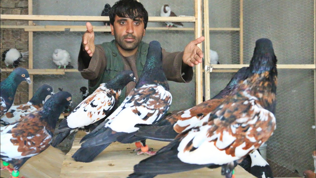 نجیب زورخانه این کفتر ها را از کجا آورده و چرا میفروشد | for first time in Shop precious pigeons