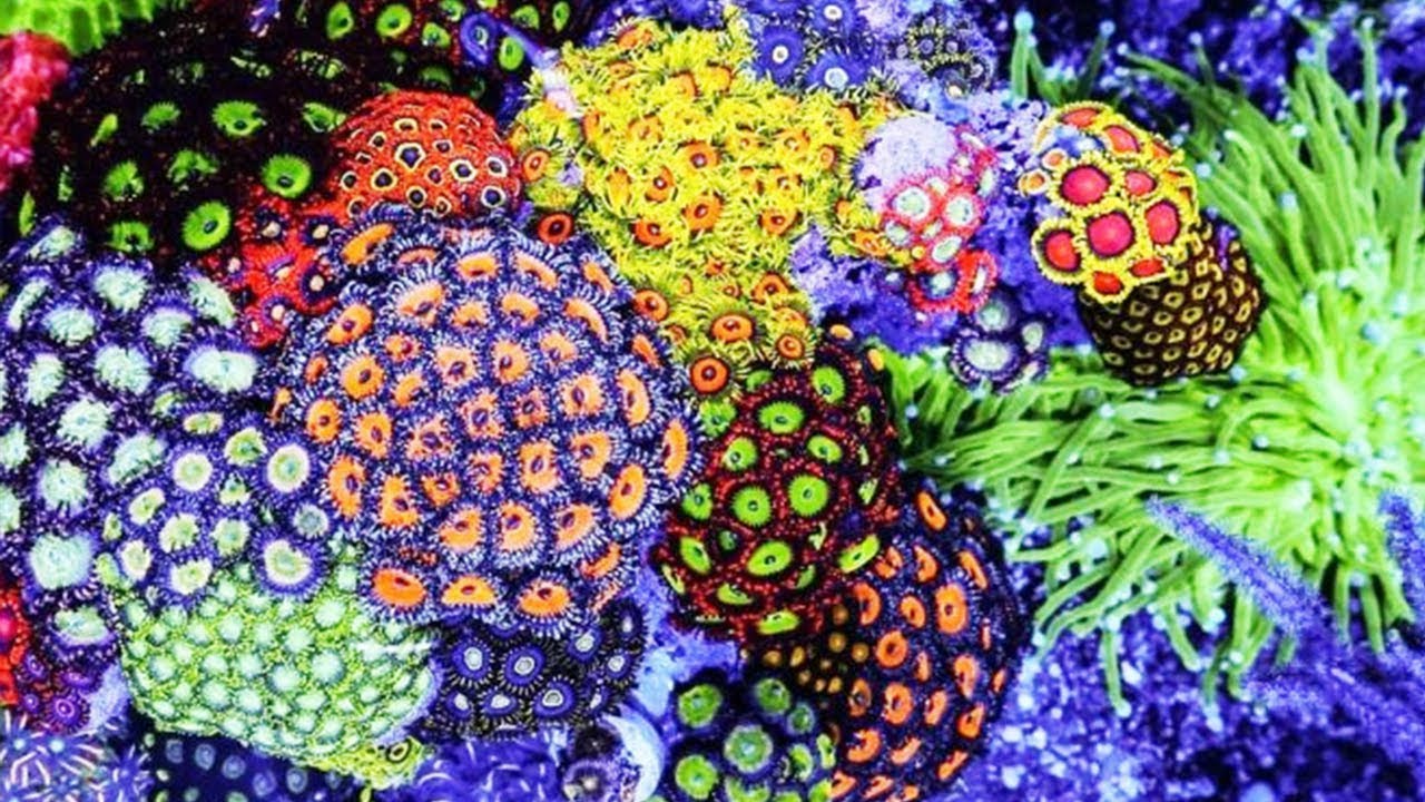 10 самых красивых коралловых рифов на планете