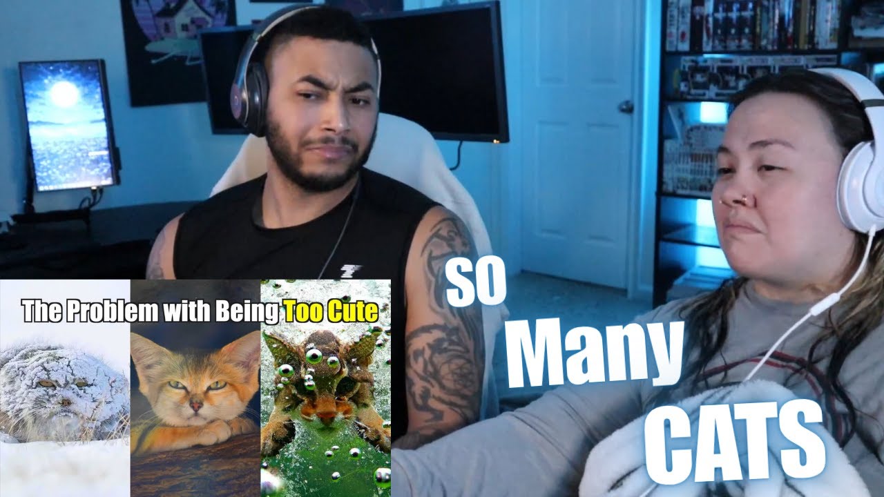 OtakuCouple реагирует на удручающую реальность жизни «маленькой кошки» (Casual Geographic)
