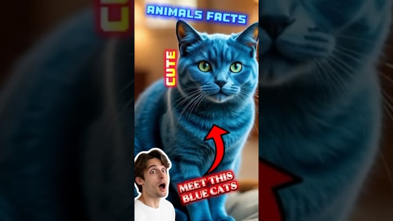 Meet the Rare French Cat That Moves Like a Ninja 🐾🇫🇷 #catbreed #pets #shorts