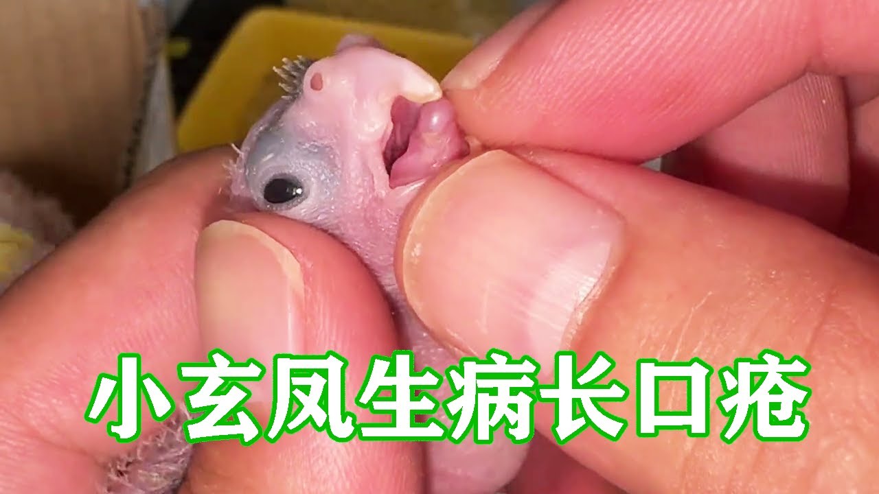 小玄凤感染念珠菌，嘴巴喉咙长满口疮，紧急治疗后状态还不错【一只小皮皮呀】