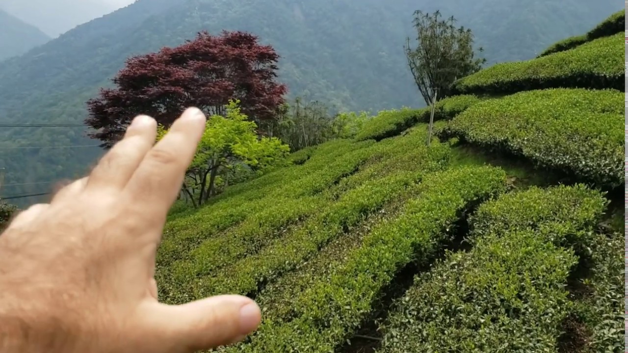 Frost Damage To Tea Gardens in Lishan, Taiwan