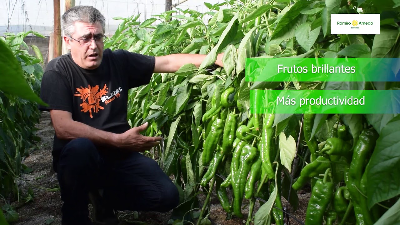 Aumenta tus ingresos con el pimiento italiano verde Salvatore - RAMIRO ARNEDO