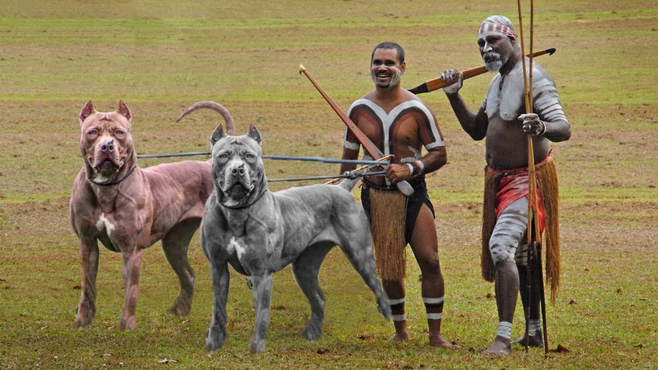 10 Unique Australian Dog Breeds