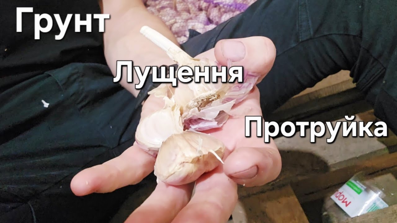 Підготовка до посадки часнику: три головні етапи, які треба знати!