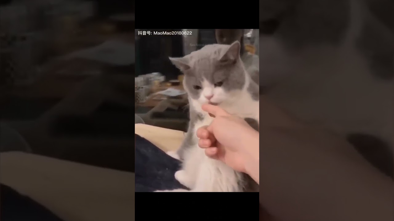 Surprised cat 😂😂😂.                      