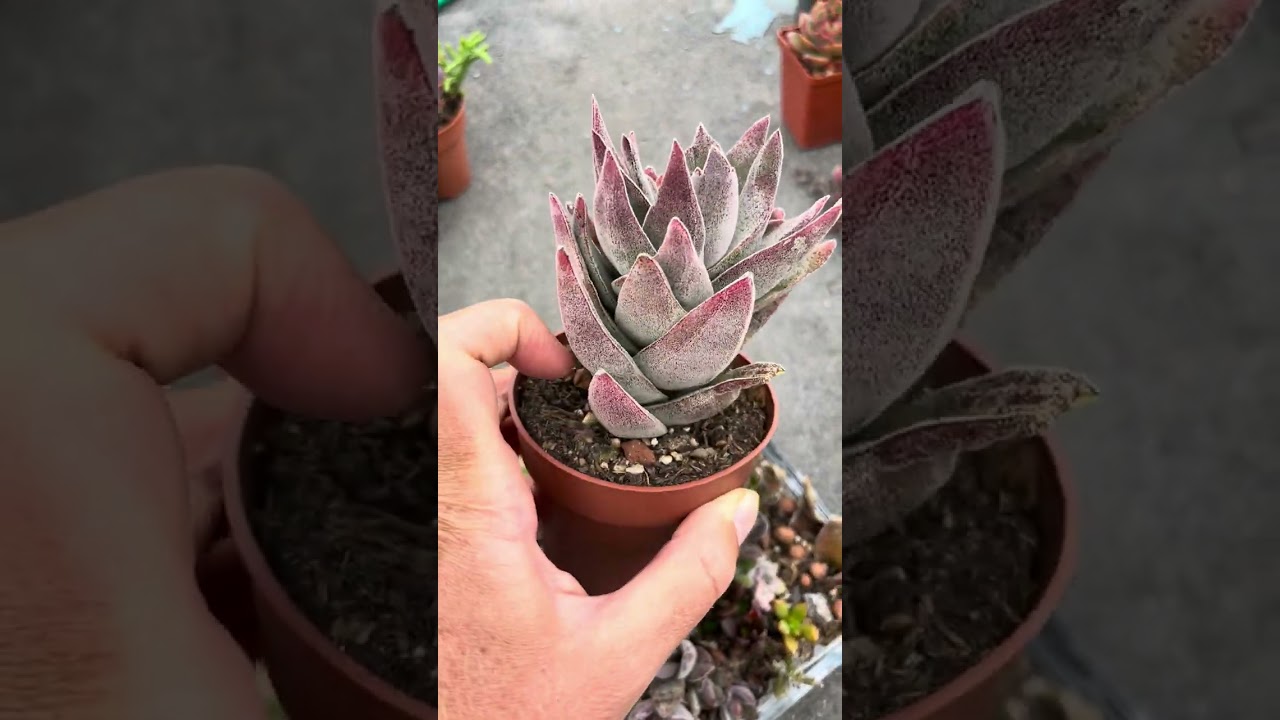 Crassula Garnet Lotus/ опис рослини/ забарвлення листа/ способи розмноження/ огляд меньших рослин