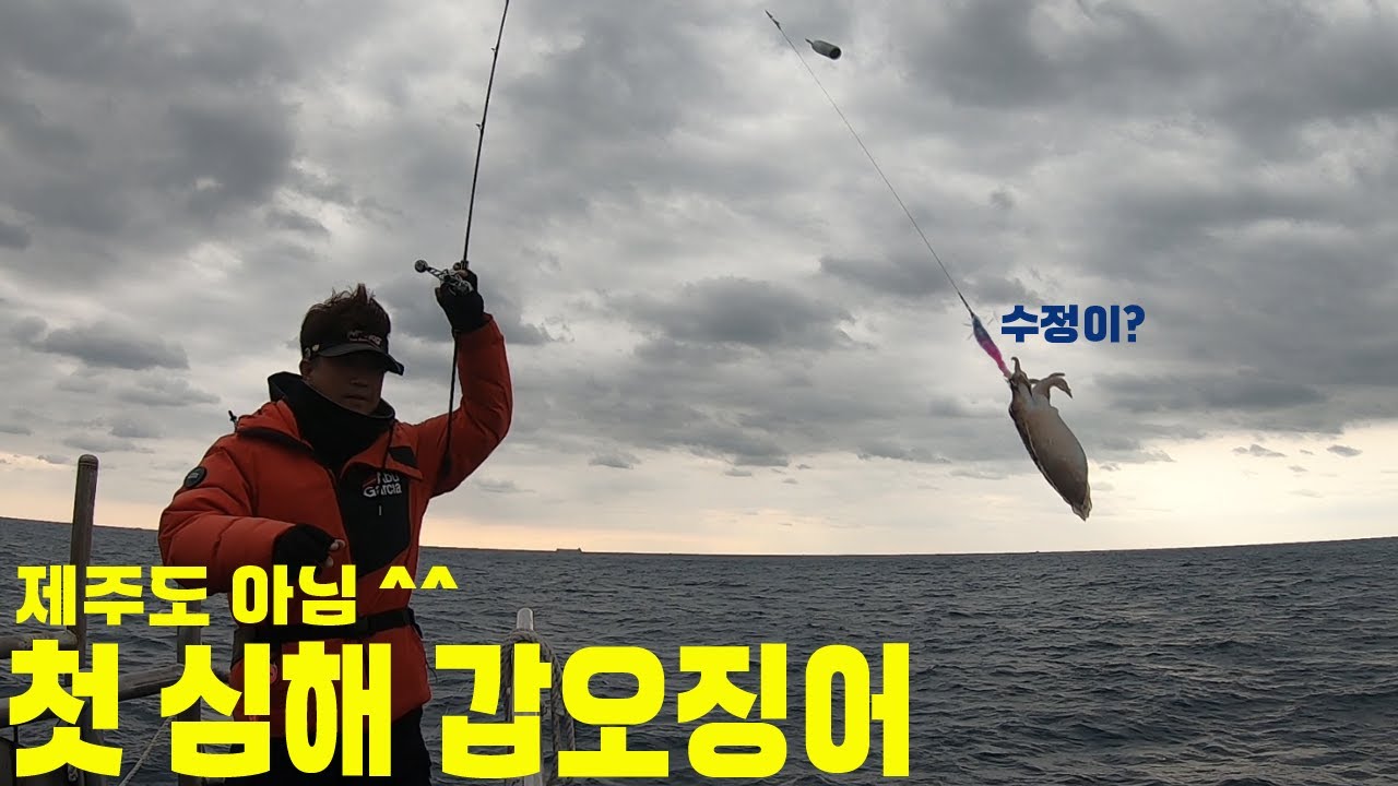 자~자~ 가보자 심해 갑오징어 #힐링호