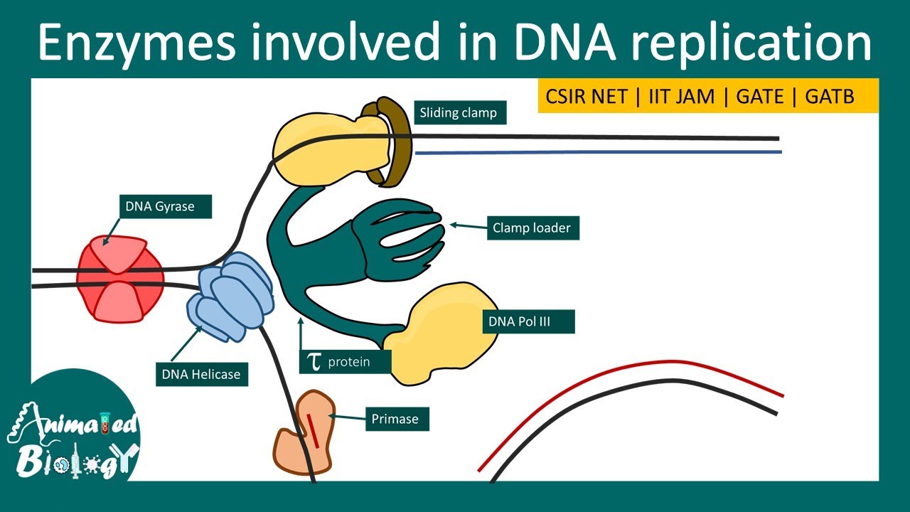 Enzymes in DNA replication | Eukaryotic vs Prokaryotic DNA polymerase