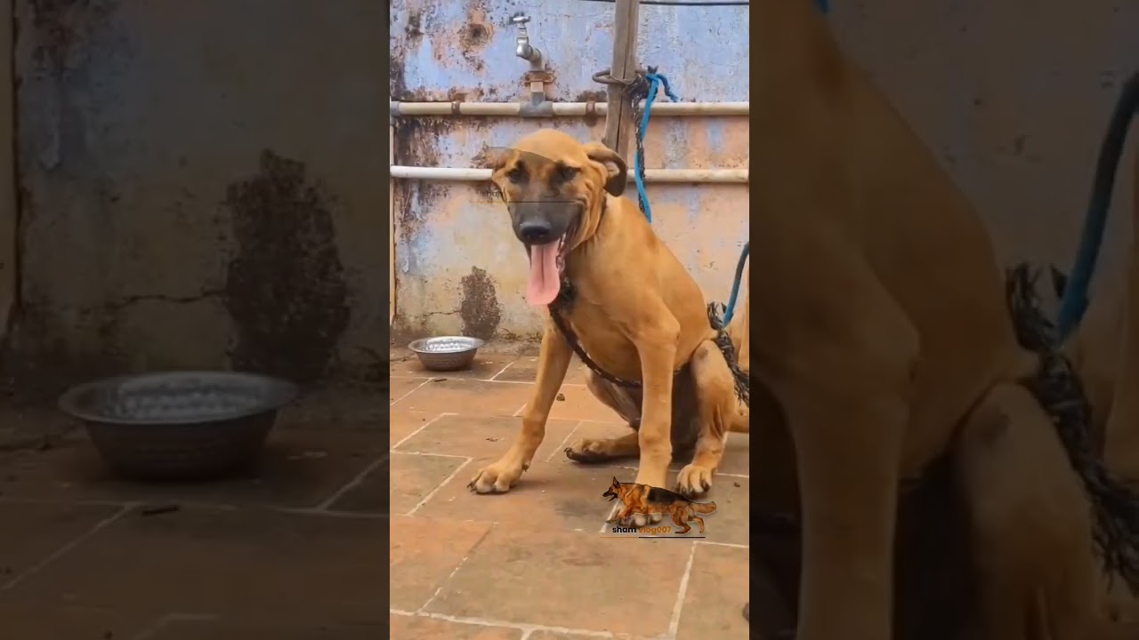 Kombai dogs 🐕 puppies