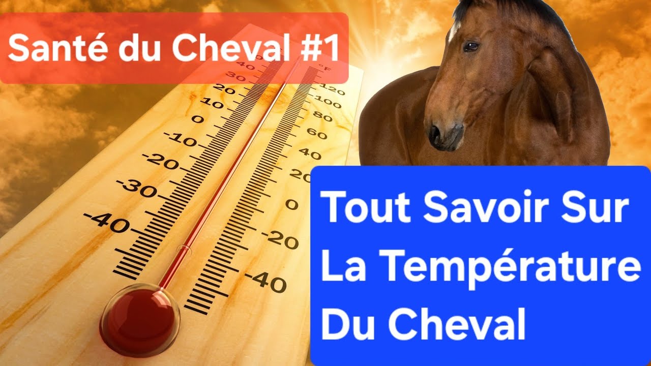 Température du cheval : quand et comment la prendre? Causes possibles de la fièvre- Santé du cheval
