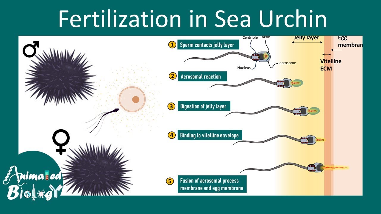 Fertilization in sea urchin | external fertilization in sea urchin | Developmental biology