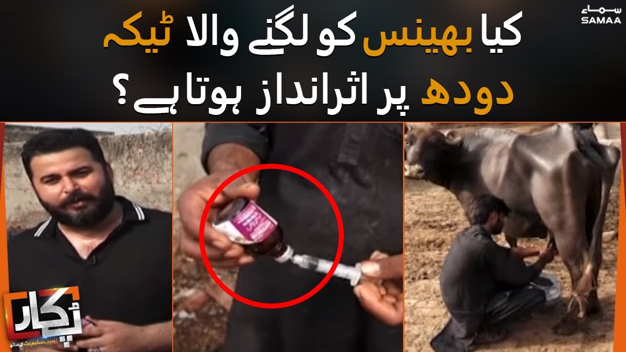 Kiya bhens ko lagne wala tika doodh par asar andaz hota hai ? - Pukaar - 16 July 2022