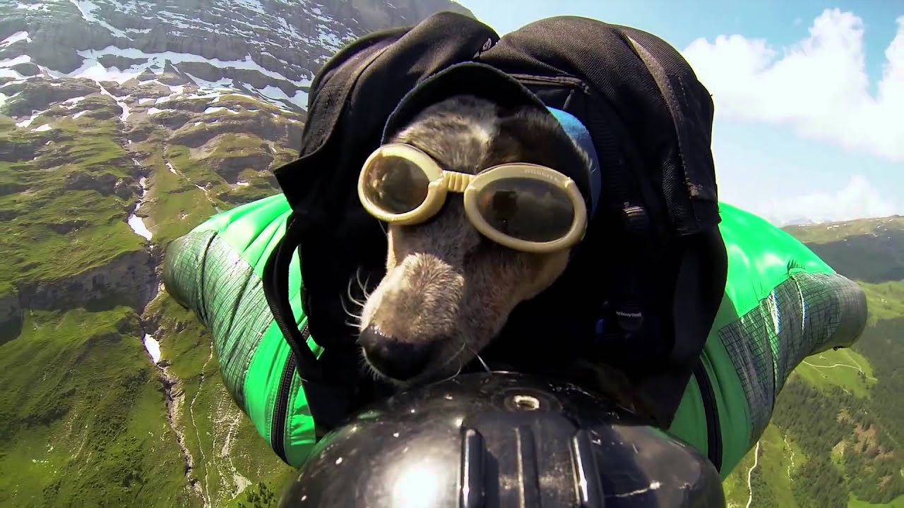 World's First Wingsuit BASE Jumping Dog   iB Silverhim