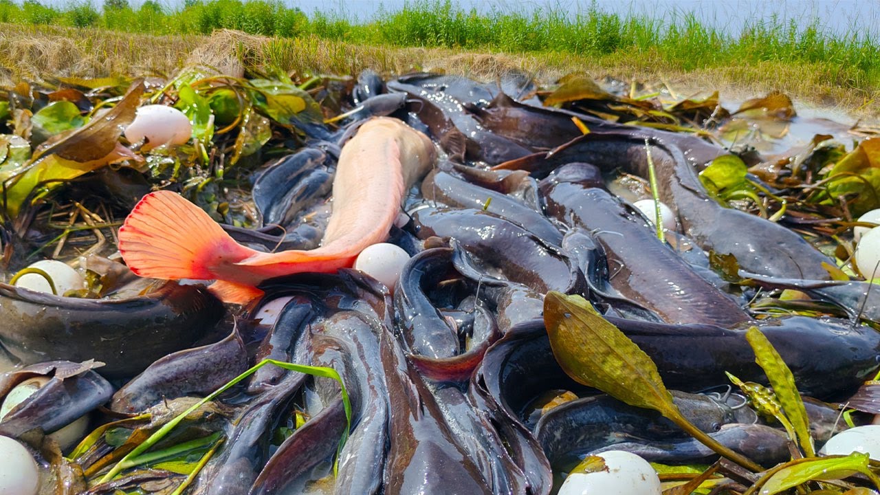 Top full video, catch a lot of fish and pick duck eggs in rice field after rain