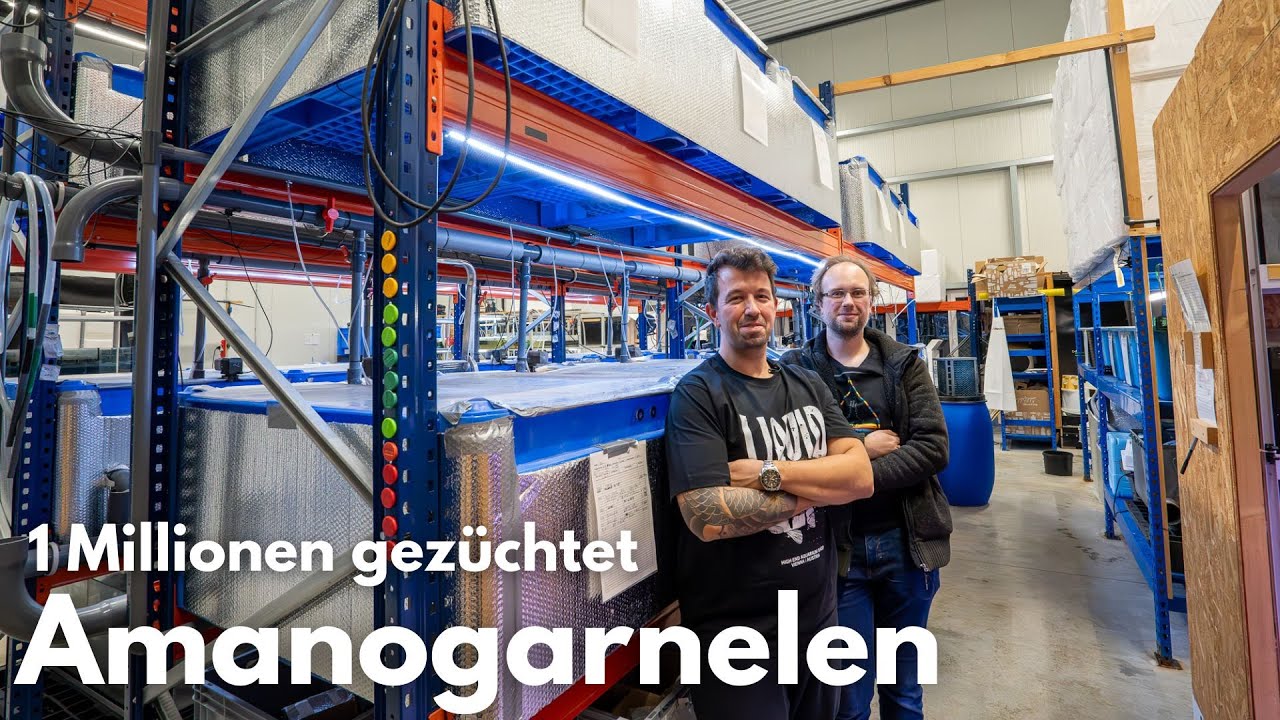 1 Millionen Amano-Garnelen gezüchtet in Deutschland! Rheingarnelen