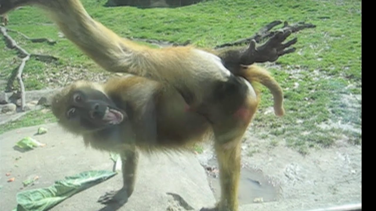 Awesome Monkey Compilation
