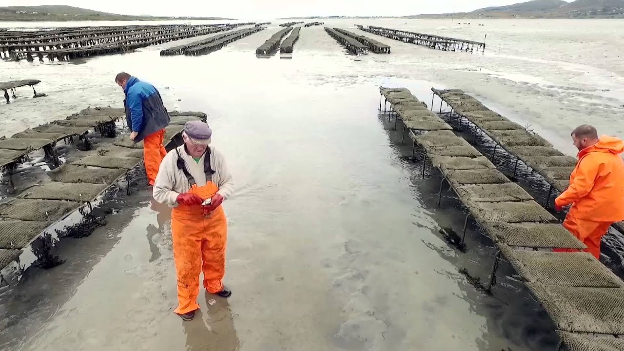 Irish Premium Oysters- Donegal, Ireland.