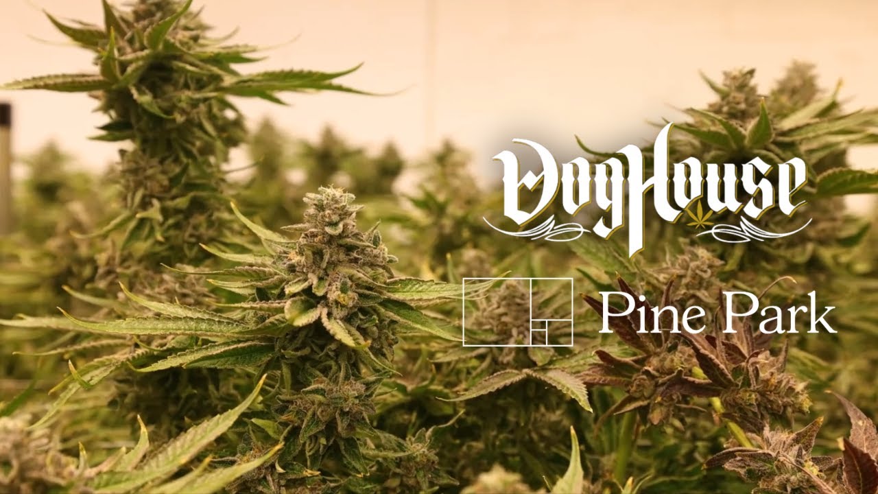 Inside DogHouse: Michigan&rsquo;s Multi Award Winning Grow Facility-Fueling Industry Giants like Pine Park