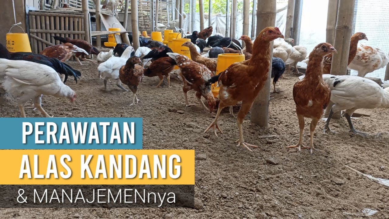 Rahasia Alas Kandang Bersih tanpa Bau, tanpa Ribet Kotoran, Tanpa Sekam, Cocok Buat Pemalas 🤣