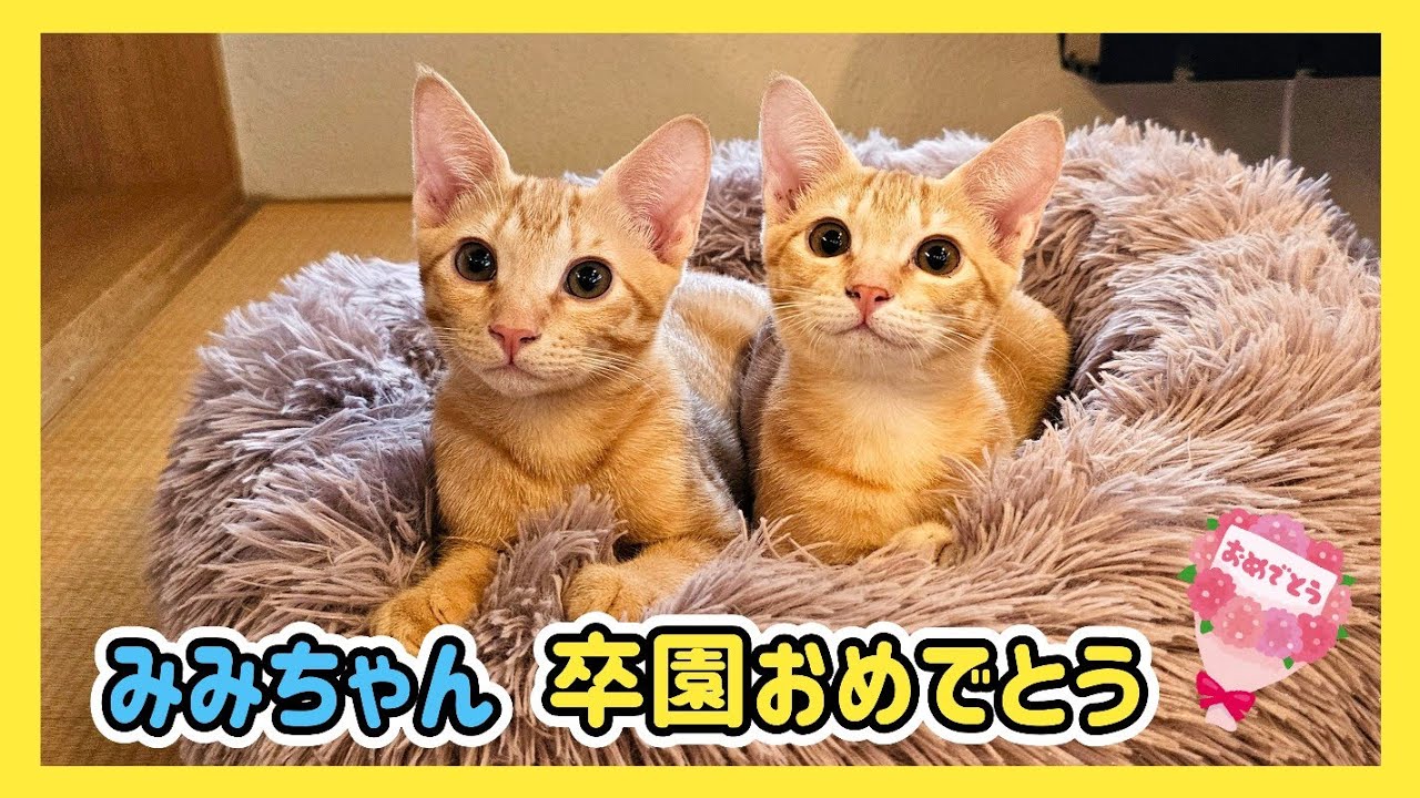 🔴【にこりら】みみちゃん卒園おめでとうライブ💐