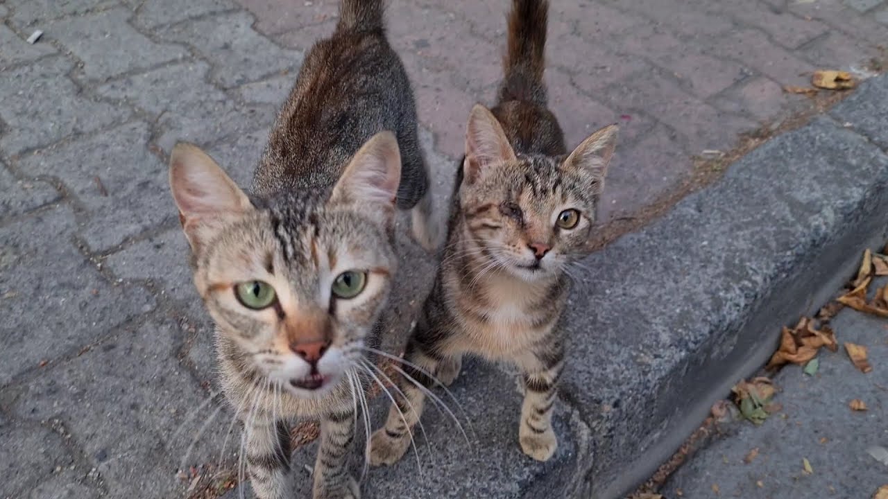 One of the poor kitten's eyes is blind.