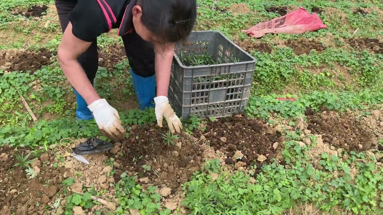 Trồng tiếp 1500 cây giống thất thốn bích kép hạt ( có chia sẻ cách trồng )