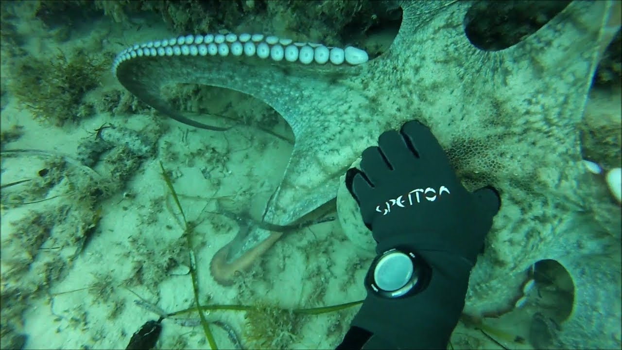Pesca Submarina Pescando pulpos con la mano