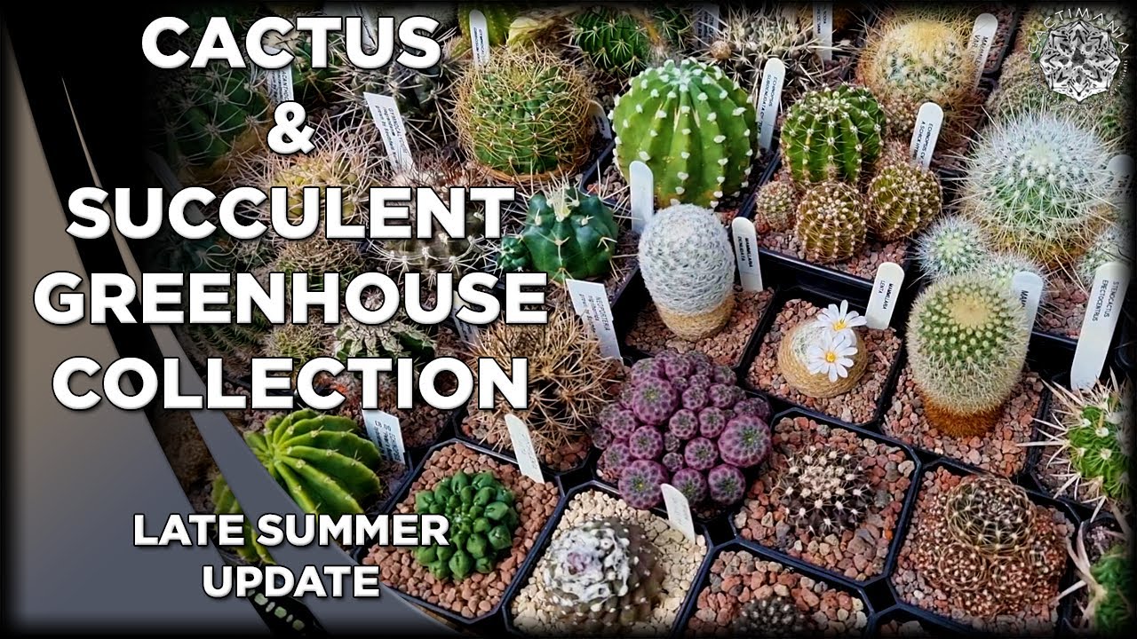 Cactus & Succulent Greenhouse Collection | Late Summer Update 2025