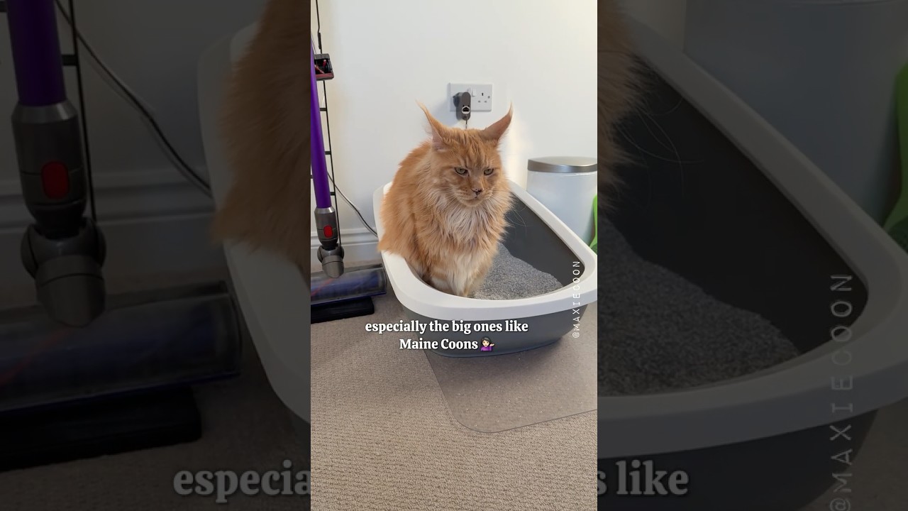 Every Cat Owner's Deep Clean 🙀 Our Hacks after 8 years with two Maine Coons ✨