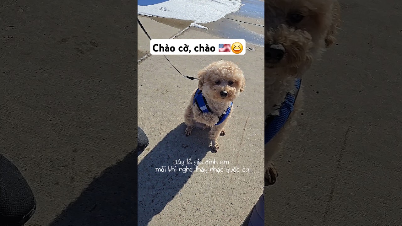 🤭🤭🤭🤭 #shorts #short #shortvideo #vickynguyen #cuocsongmy #nguoivietomy #poodle #thucung #vlog #pets