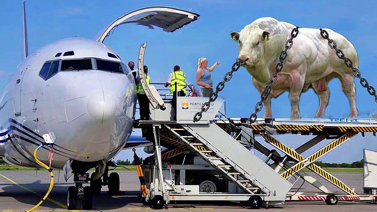 Cow Transportation Pretty Girl Pilot Automatic CNC Milking Feeding Farming Cleaning Hoof Cure 2023