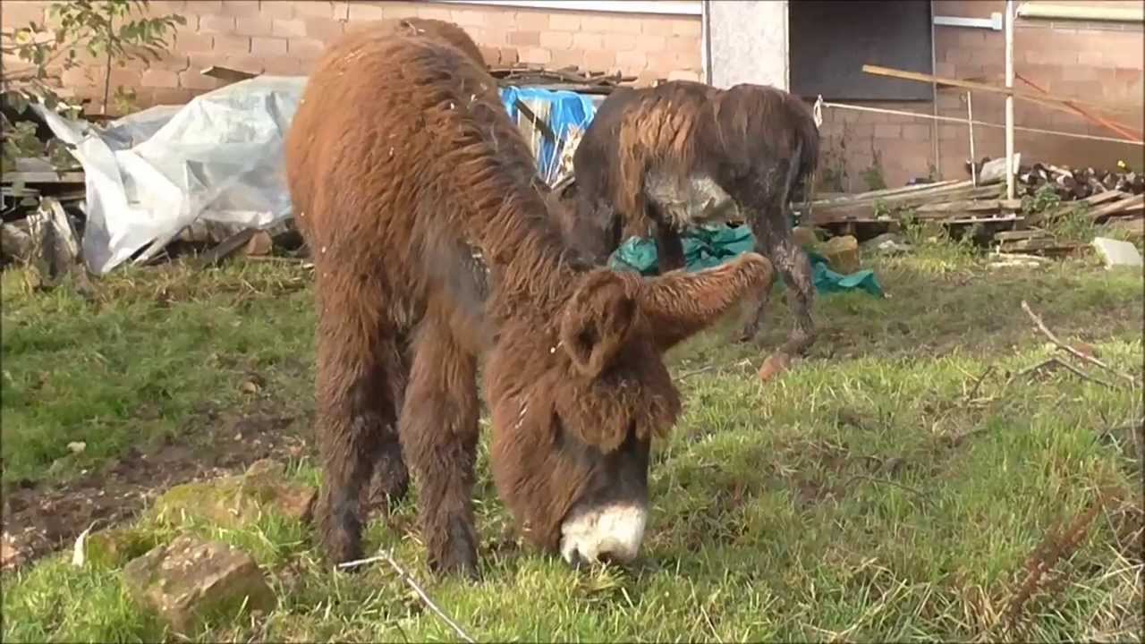 Poitou Esel Dana mit 7 Monaten