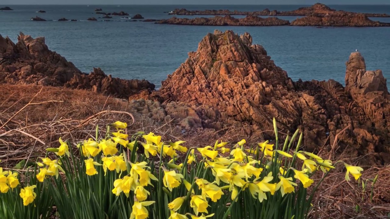 Floral Guernsey HD 1080p