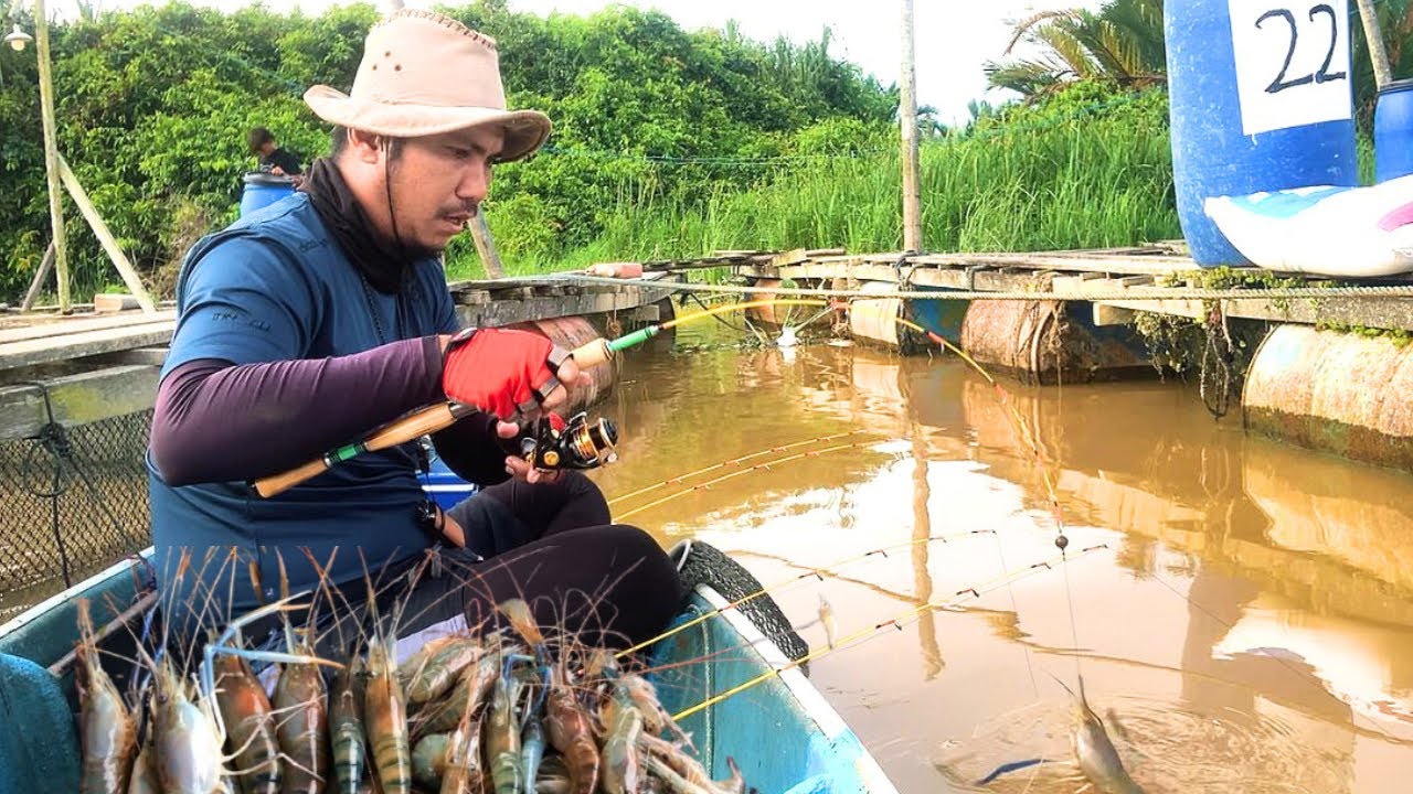 TOLONGGG !! TERBENAM PULUHAN KALI JORAN SAYA DIGASAK UDANG BESAR, MANCING UDANG GALAH TERBAIK