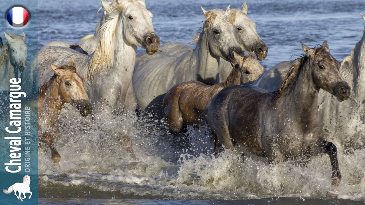 Cheval Camargue, l'un des derniers cheval sauvage de France, Origine des races