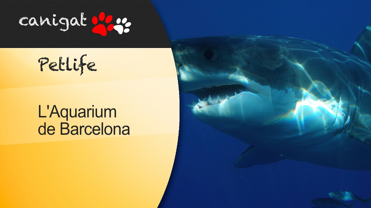 VetZoom L'Aquarium de Barcelona