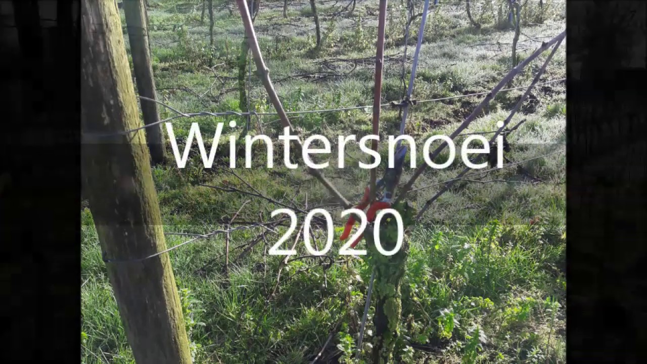 Wintersnoei 2020