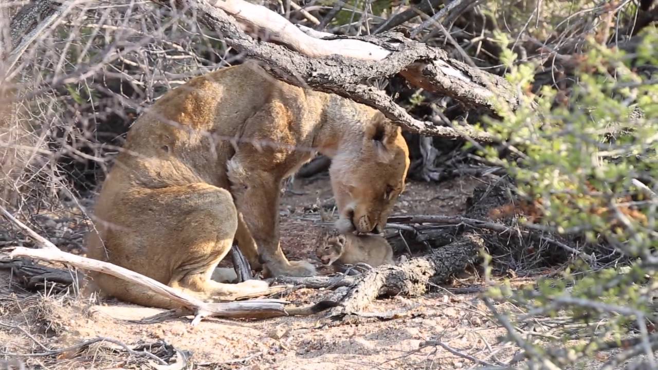 Ross Breakaway Lioness & Newborn Cub