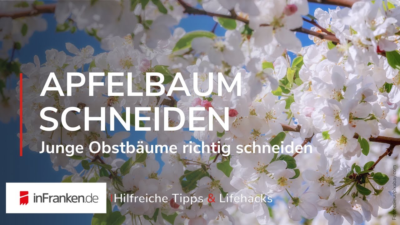 JUNGE OBSTBÄUME SCHNEIDEN: Bäume richtig schneiden | Hilfreiche Tipps & Lifehacks