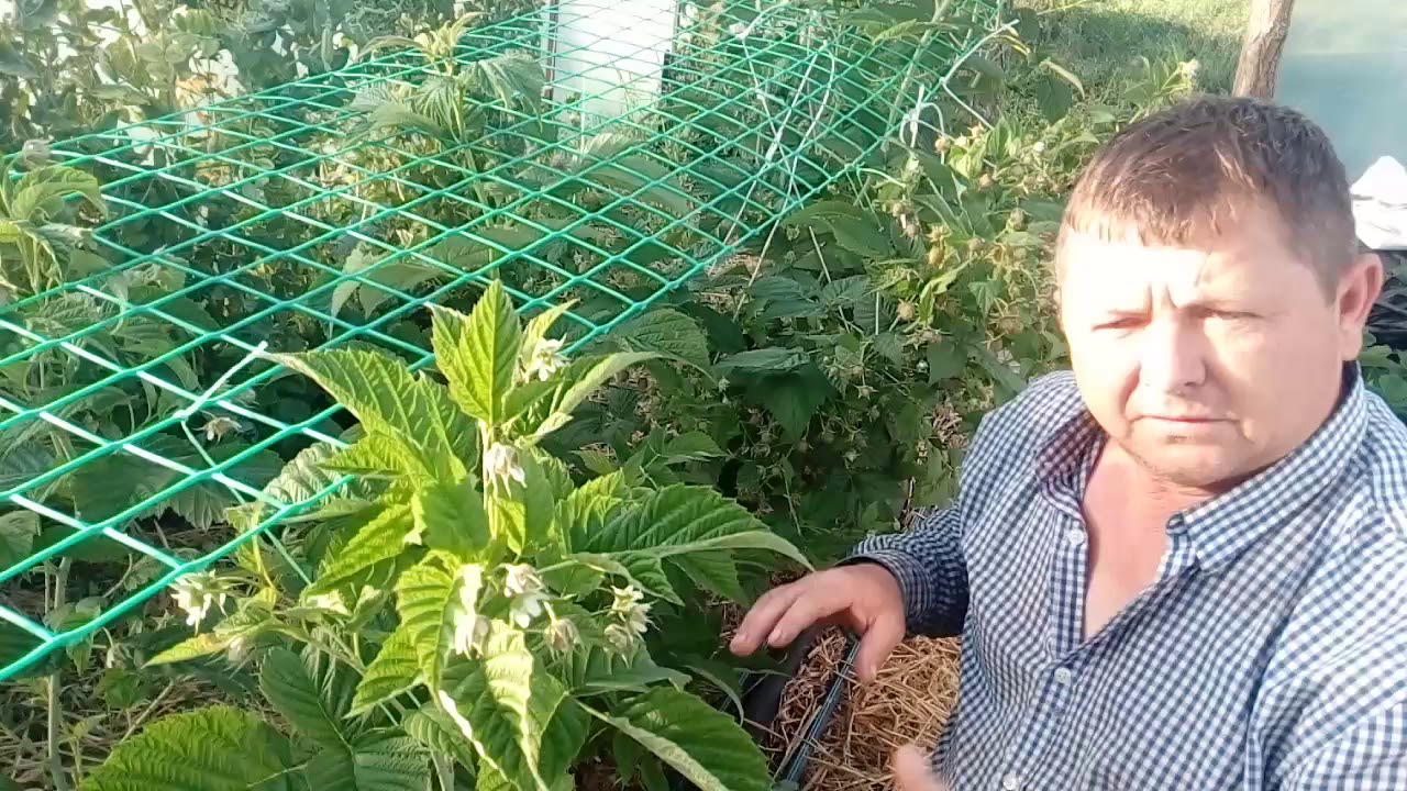 Малина Маравилла: убийца всех сортов малины (часть 2)