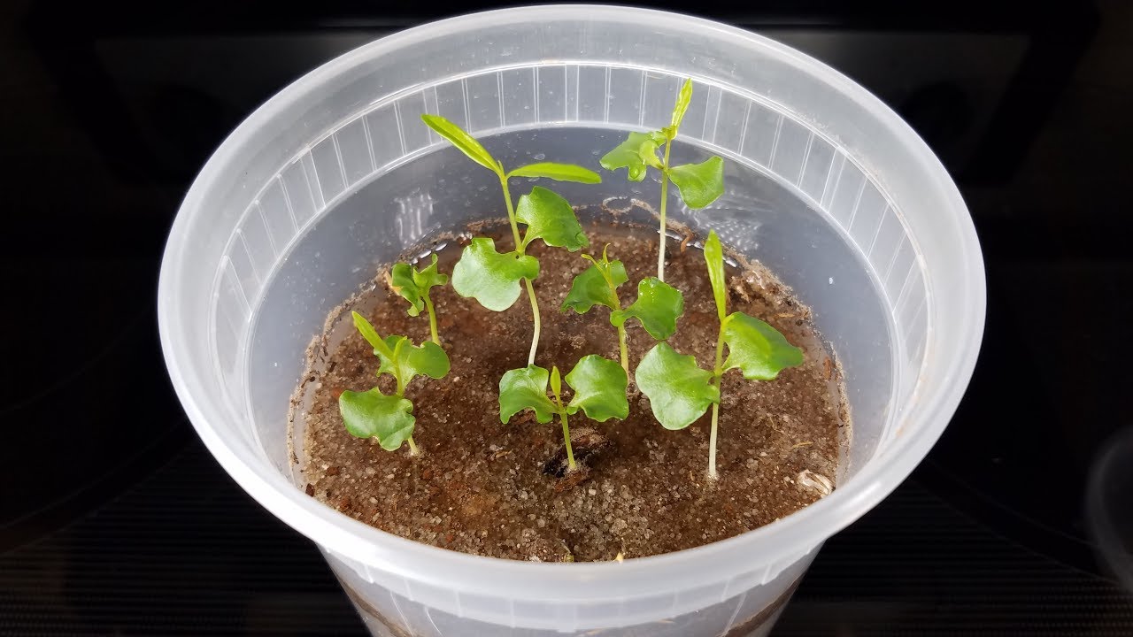 Growing Pomegranate Trees from Seeds, Days 0-31