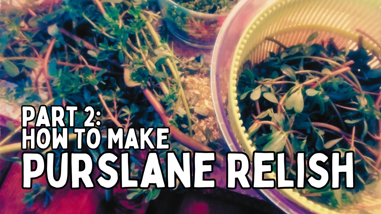How to Make Purslane Relish Part 2: How to Turn this Wild Edible into a Delicious Condiment
