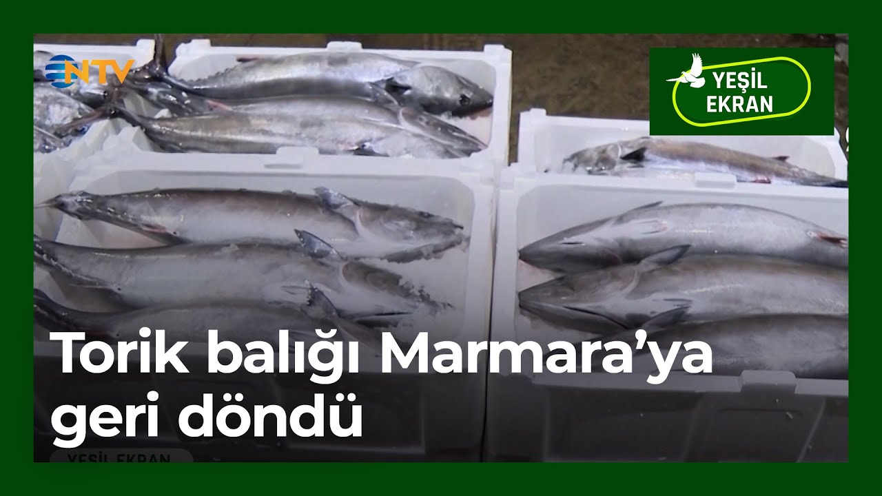 Torik balığı Marmara Denizi'ne geri döndü | Yeşil Ekran - 9 Şubat 2026