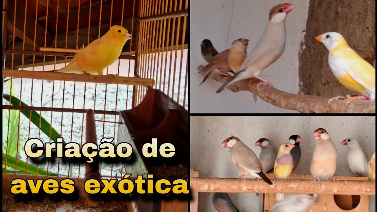 Criação de pássaros canário belga Calafates manon bavete diamantes 💎 