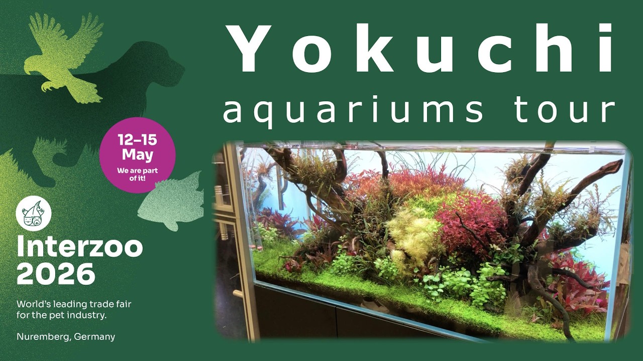 Interzoo 2026 - guided tour on aquariums @ Yokuchi (PL)